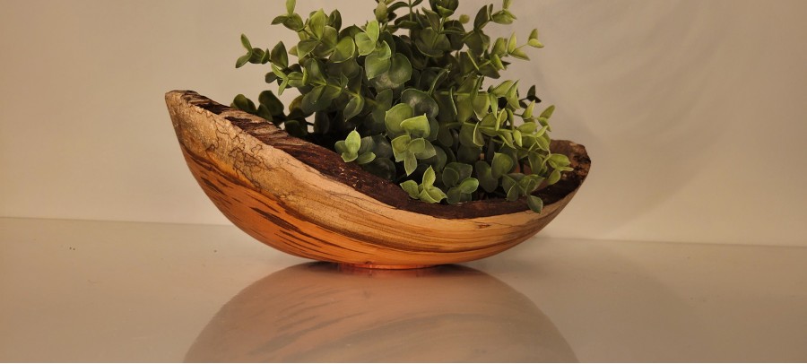 Spalted Black Cherry Natural Edge Winged Bowl  from the Beard's Backyard | Extra Lage | SOLD!